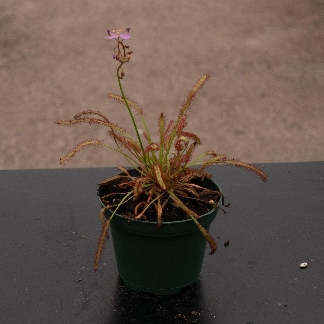 Gabriella Plants Carnivorous 3" Carnivorous Drosera capensis 'Dark Maroon'