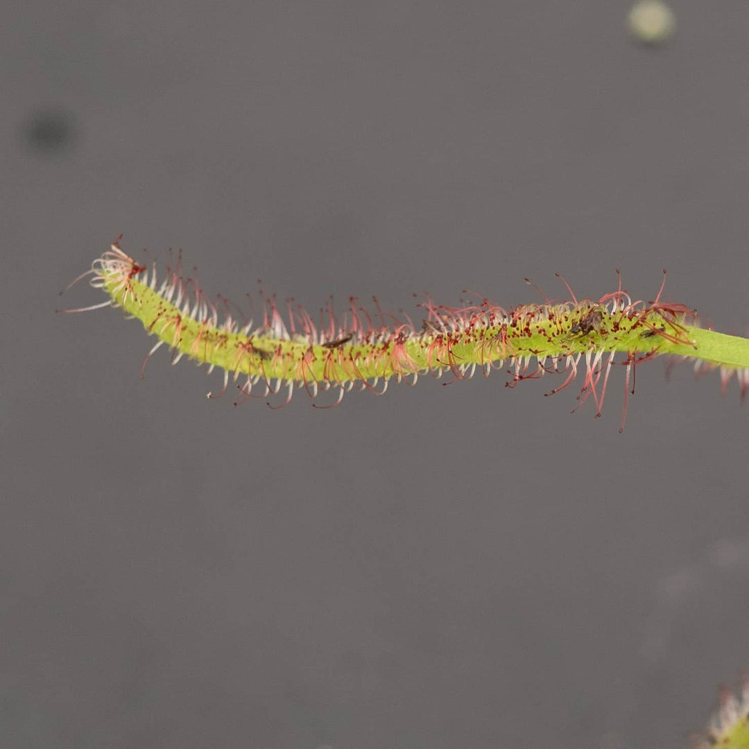Gabriella Plants Carnivorous 3" Carnivorous Drosera capensis "Sundew"