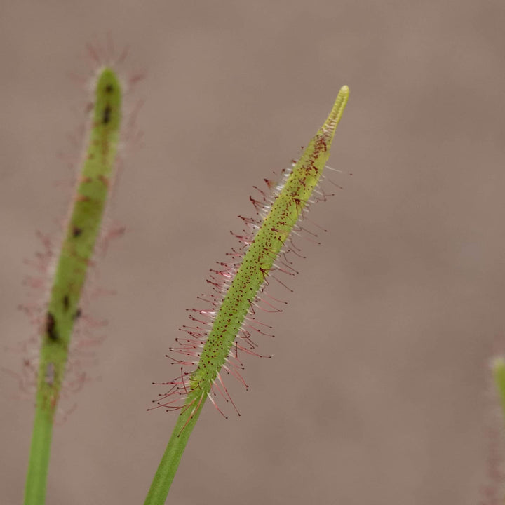 Gabriella Plants Carnivorous 3" Carnivorous Drosera capensis "Sundew"