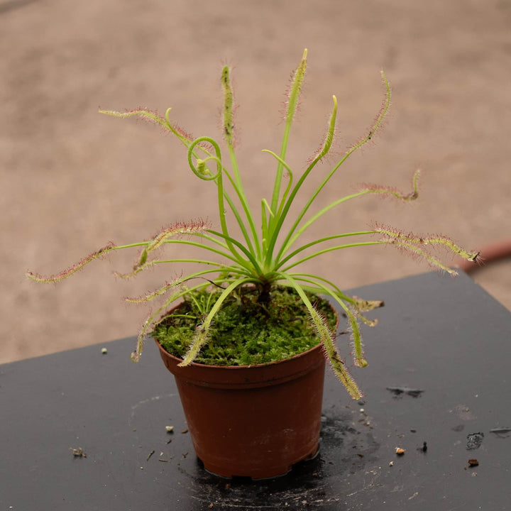Gabriella Plants Carnivorous 3" Carnivorous Drosera capensis "Sundew"