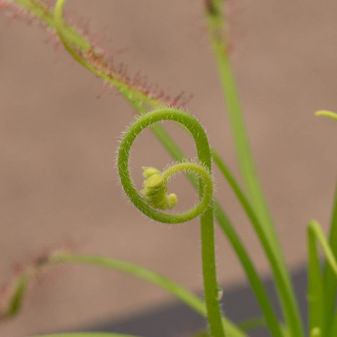 Gabriella Plants Carnivorous 3" Carnivorous Drosera capensis "Sundew"