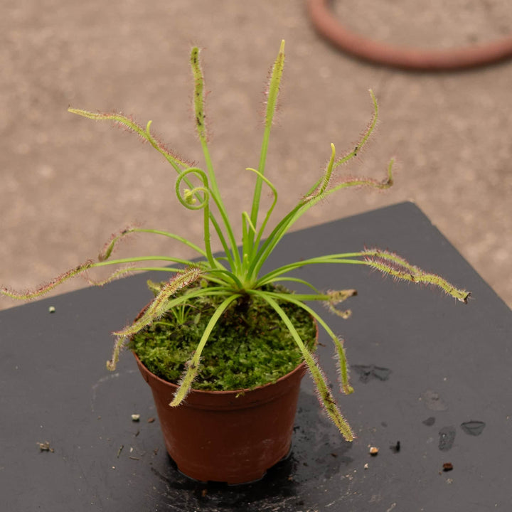 Gabriella Plants Carnivorous 3" Carnivorous Drosera capensis "Sundew"