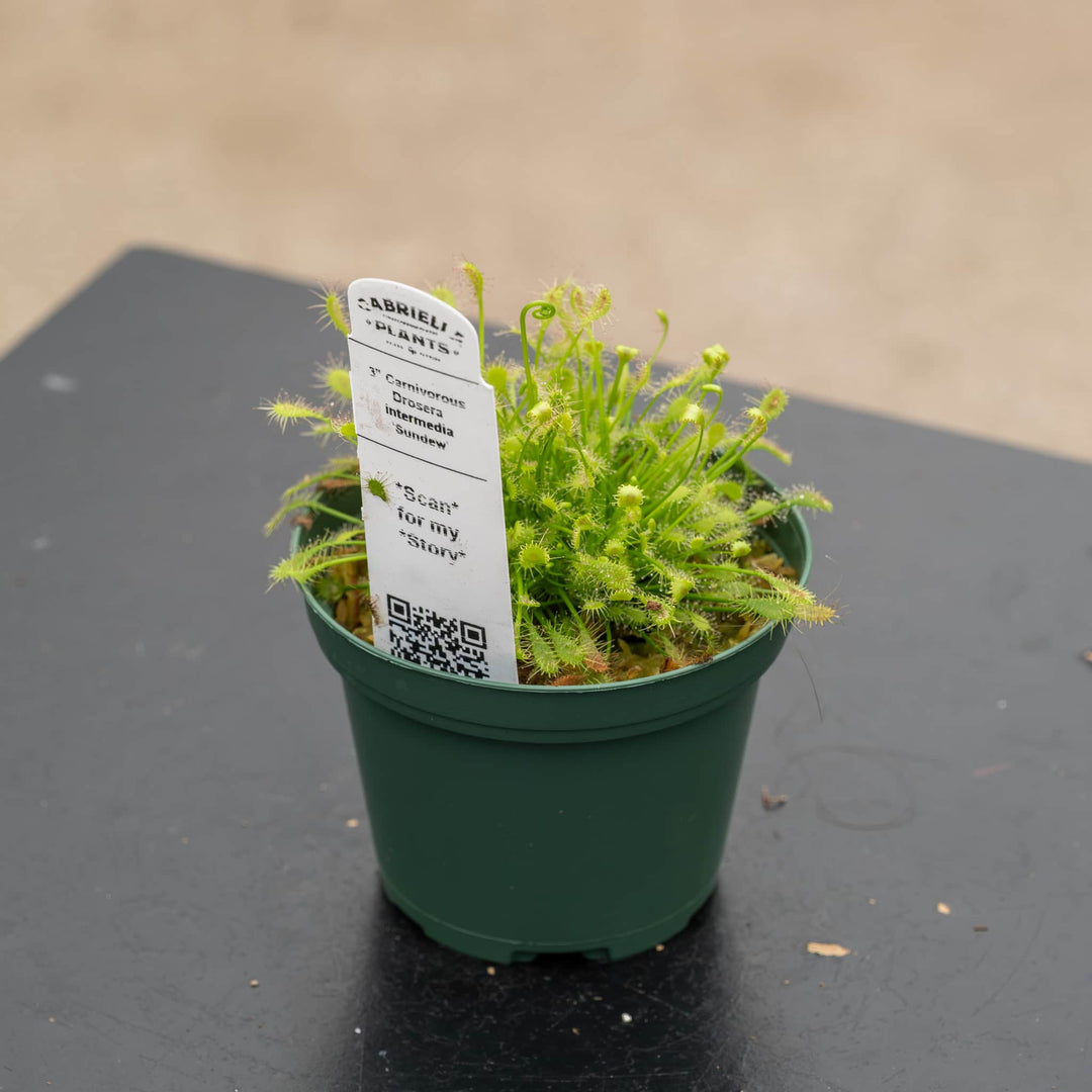 Gabriella Plants Tradescantia 4" Carnivorous Drosera intermedia &