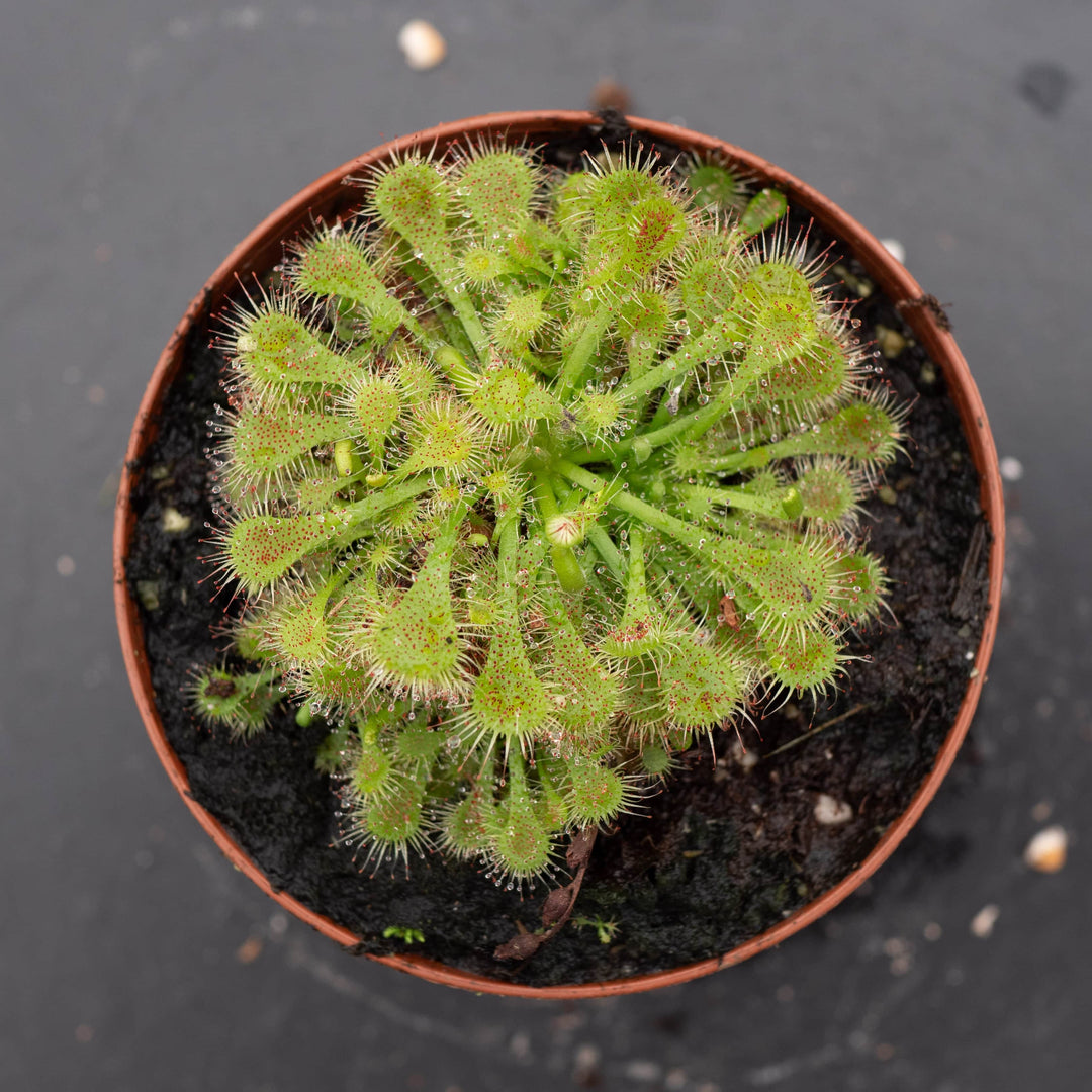 Gabriella Plants Carnivorous 3" Carnivorous Drosera spatulata "Sundew"