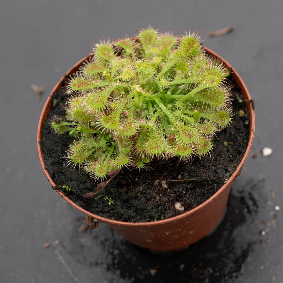 Gabriella Plants Carnivorous 3" Carnivorous Drosera spatulata "Sundew"