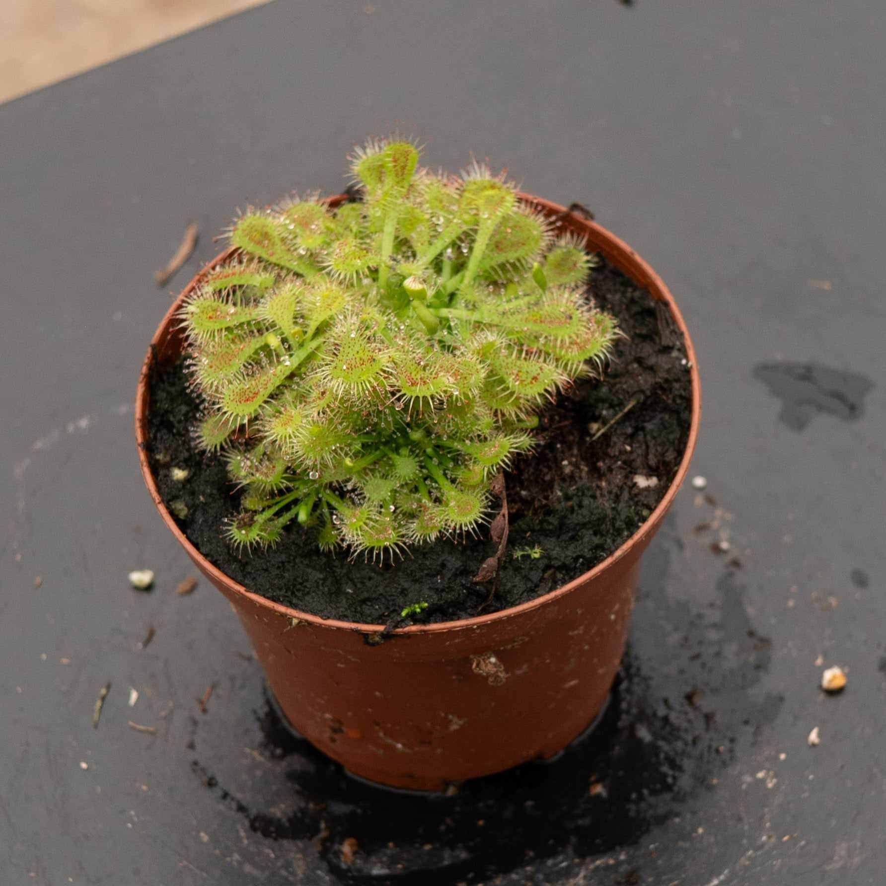 Carnivorous Drosera spatulata 