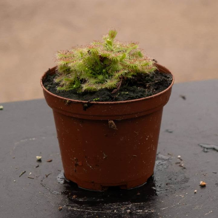 Gabriella Plants Carnivorous 3" Carnivorous Drosera spatulata "Sundew"