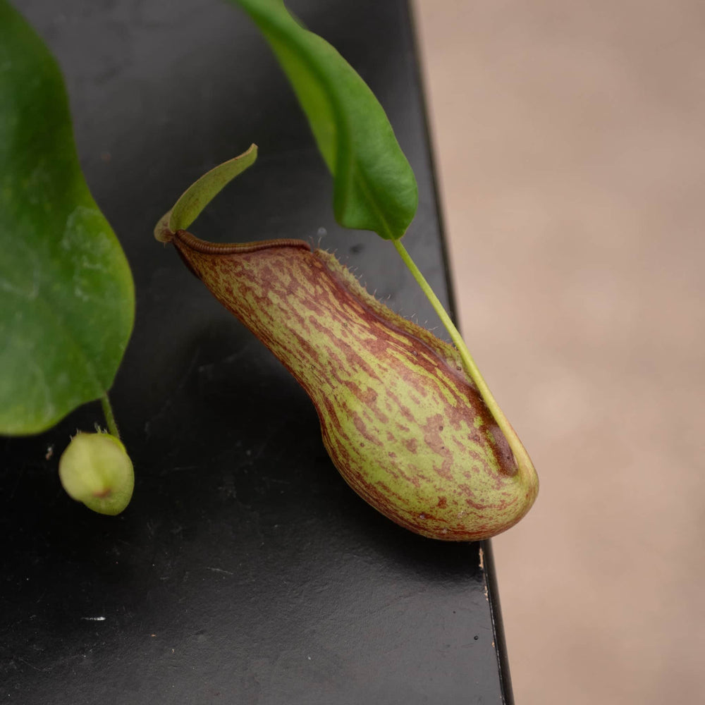 Gabriella Plants Carnivorous Carnivorous Nepenthes 'Alata'