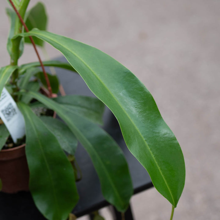 Gabriella Plants Carnivorous Carnivorous Nepenthes 'Alata'