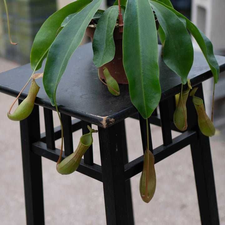 Gabriella Plants Carnivorous Carnivorous Nepenthes 'Alata'