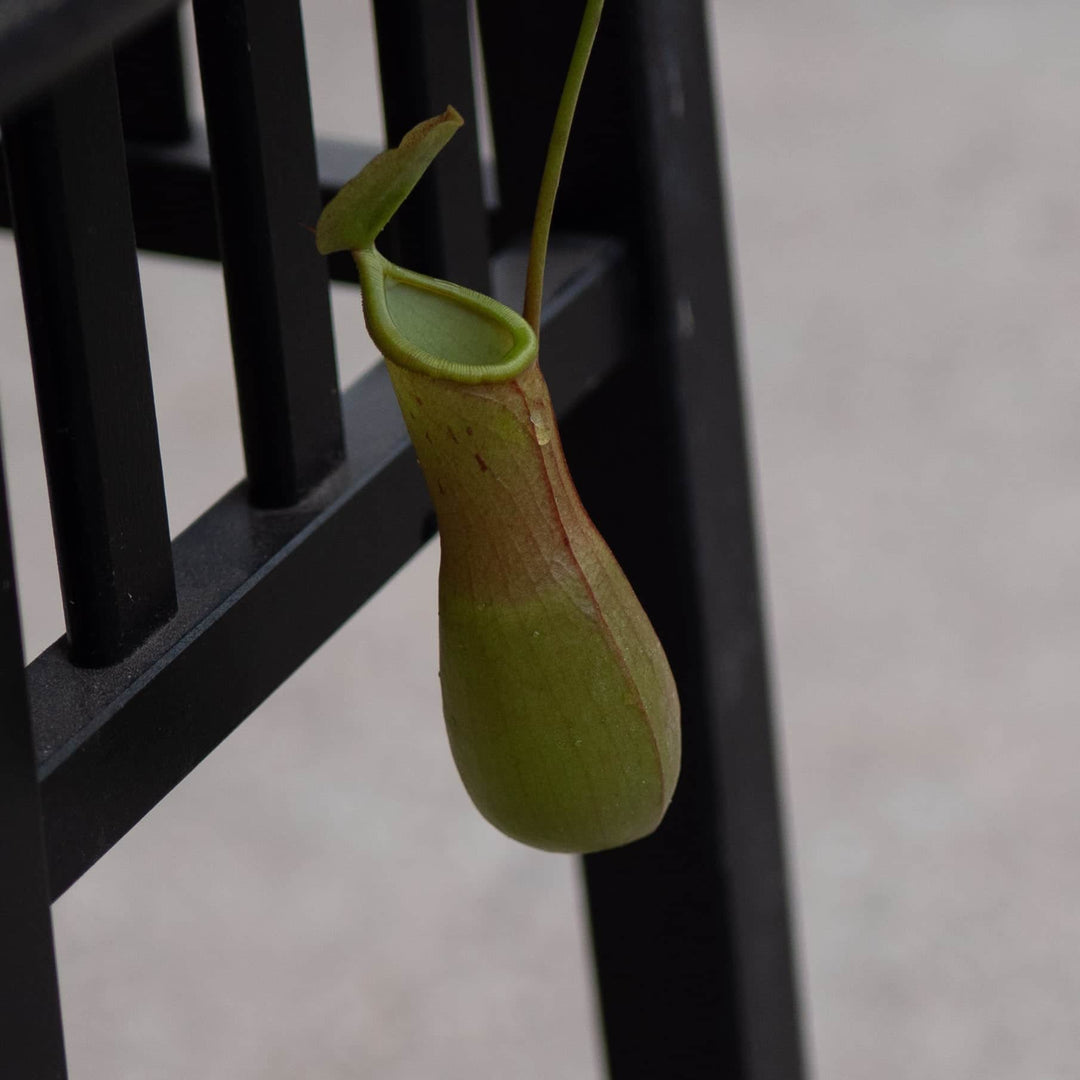 Gabriella Plants Carnivorous Carnivorous Nepenthes 'Alata'