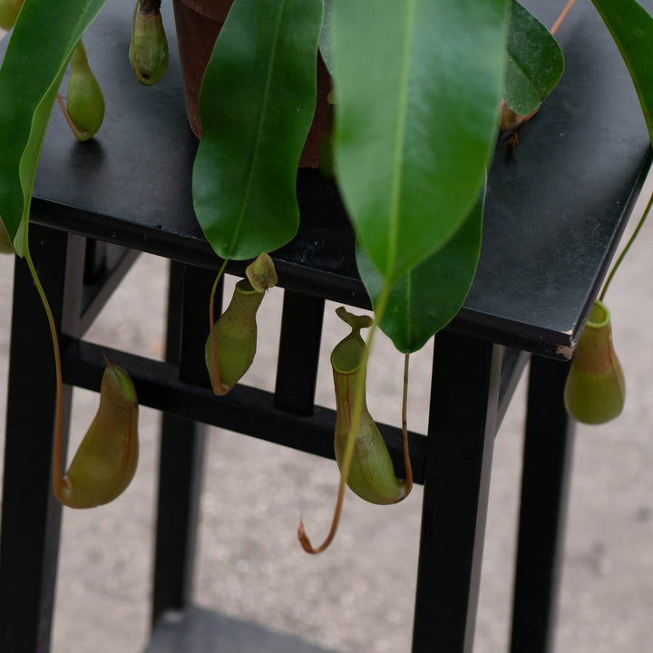 Gabriella Plants Carnivorous Carnivorous Nepenthes 'Alata'
