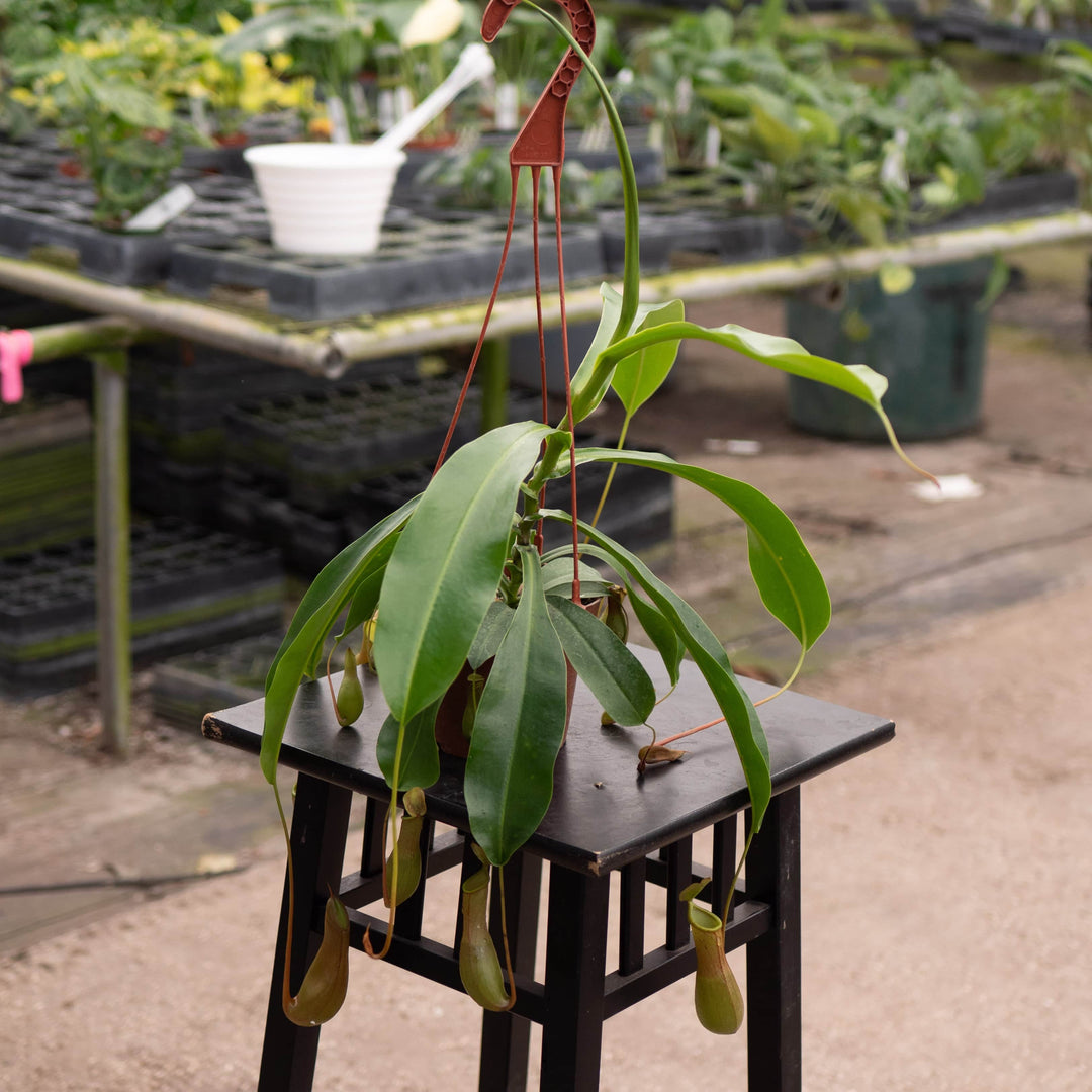 Gabriella Plants Carnivorous Carnivorous Nepenthes 'Alata'
