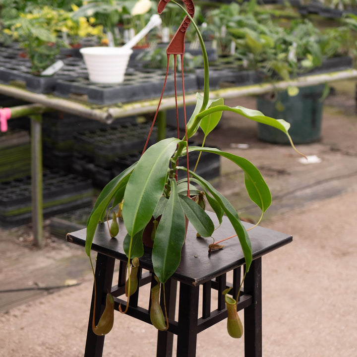 Gabriella Plants Carnivorous Carnivorous Nepenthes 'Alata'