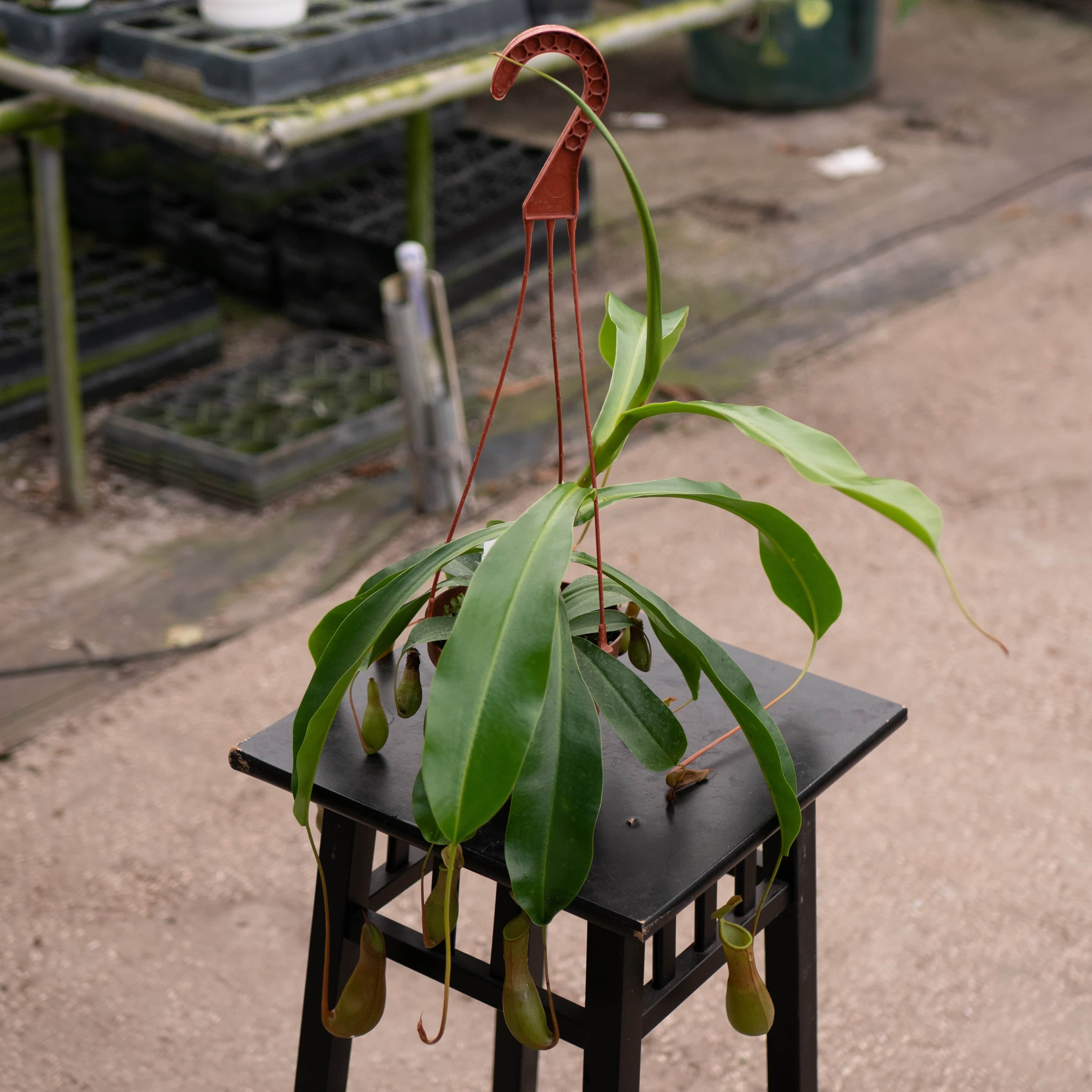 Carnivorous Nepenthes 'Alata'