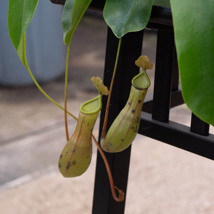 Gabriella Plants Carnivorous Carnivorous Nepenthes 'Alata'