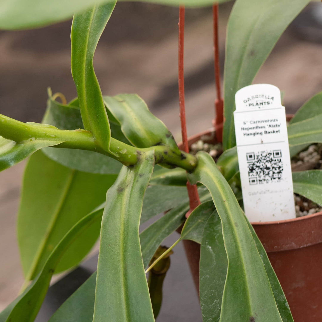 Gabriella Plants Carnivorous Carnivorous Nepenthes 'Alata'