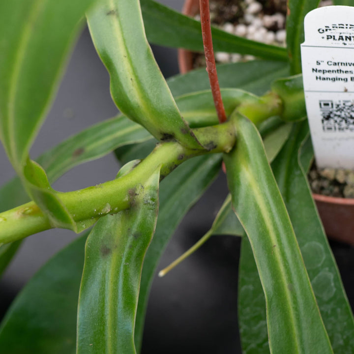 Gabriella Plants Carnivorous Carnivorous Nepenthes 'Alata'
