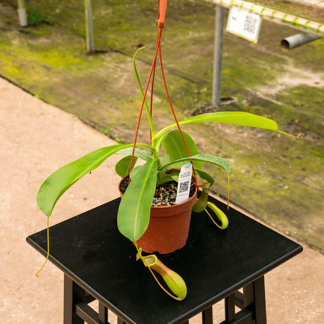 Gabriella Plants Carnivorous Carnivorous Nepenthes 'Alata'