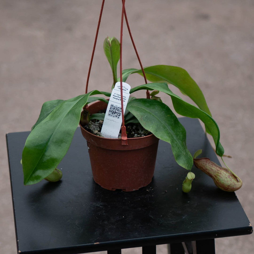 Gabriella Plants Carnivorous 5" Hanging Basket Carnivorous Nepenthes 'Alata'