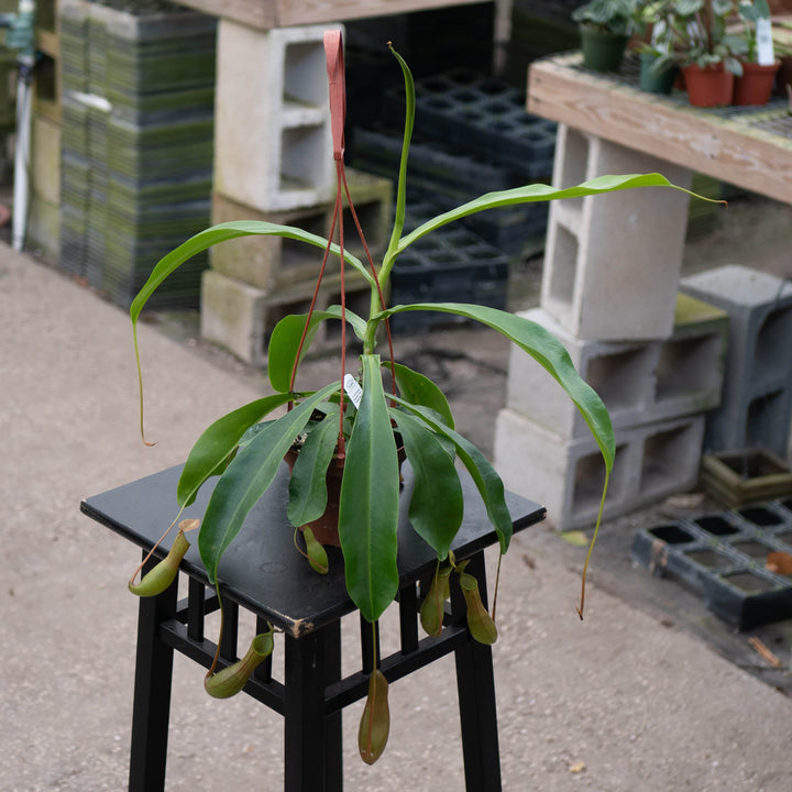 Gabriella Plants Carnivorous 5" Hanging Basket Carnivorous Nepenthes 'Alata'