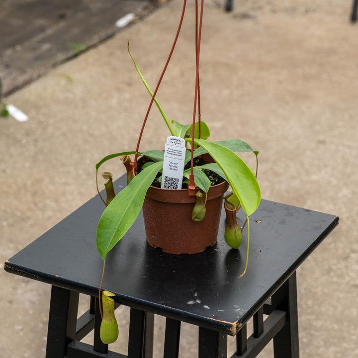 Gabriella Plants Carnivorous 5" Hanging Basket Carnivorous Nepenthes &