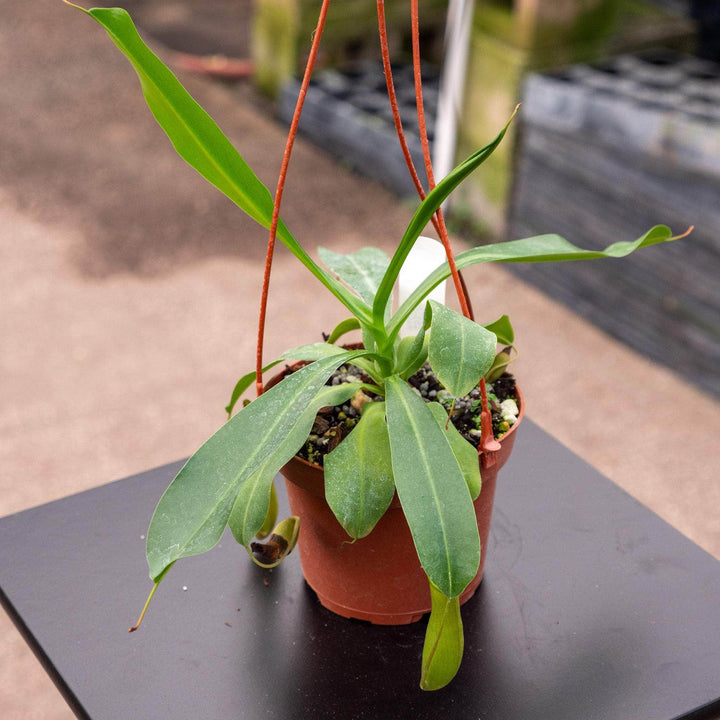 Gabriella Plants Carnivorous 5" Carnivorous Nepenthes ‘Alata Lemon’ Hanging Basket