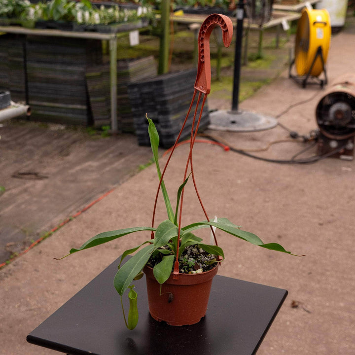 Gabriella Plants Carnivorous 5" Carnivorous Nepenthes ‘Alata Lemon’ Hanging Basket