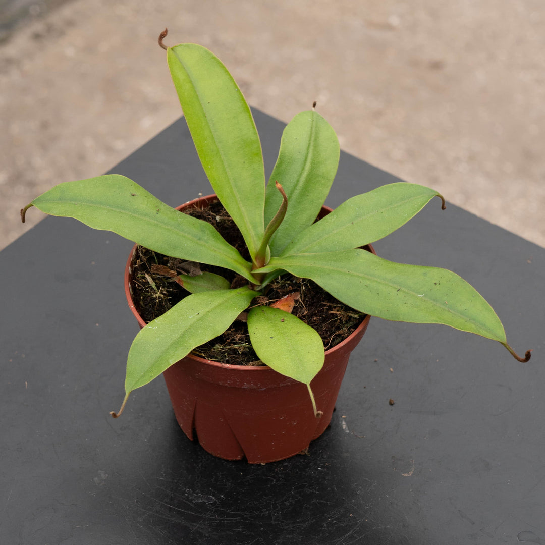 Gabriella Plants Tradescantia 4" Carnivorous Nepenthes 'Bloody Mary'