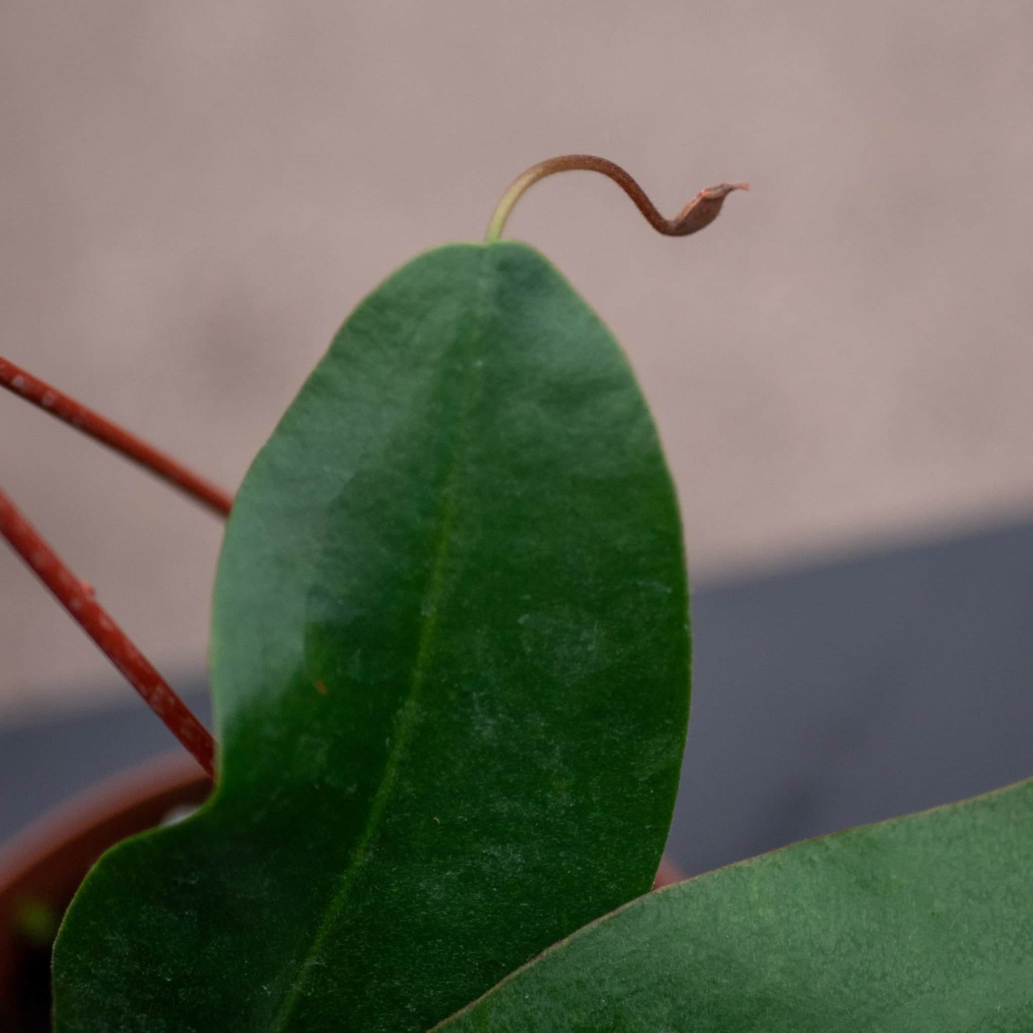 Carnivorous Nepenthes 'Lady Luck' – Gabriella Plants