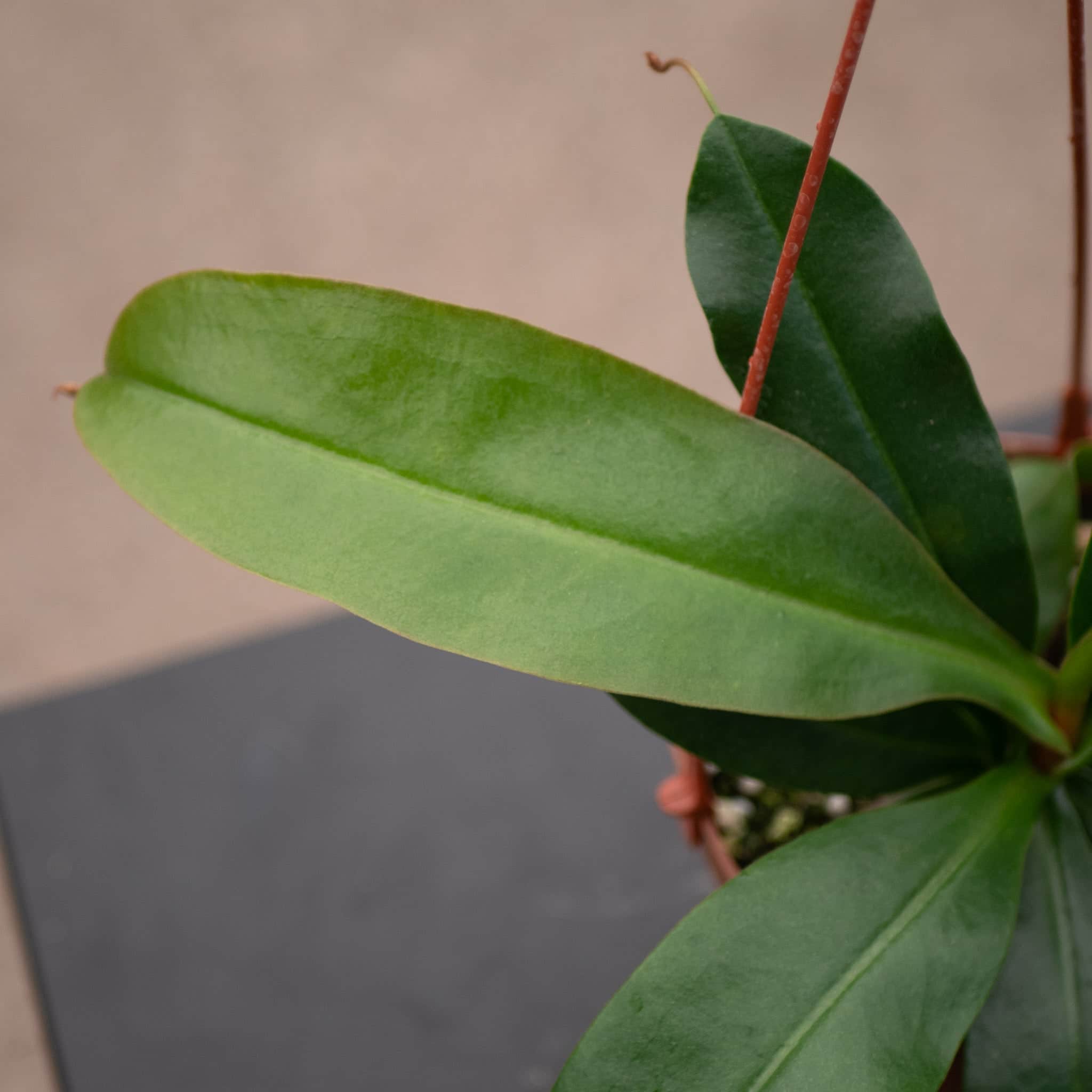 Carnivorous Nepenthes 'Lady Luck' – Gabriella Plants