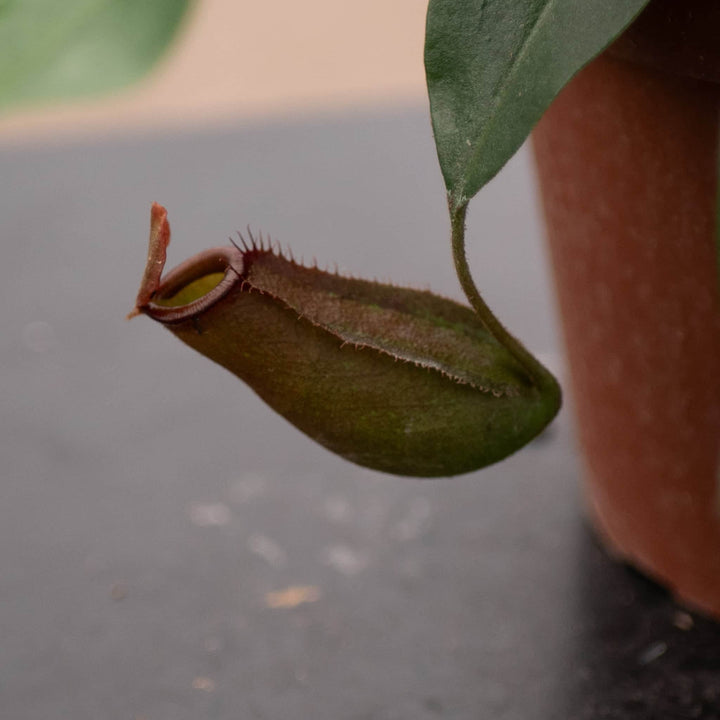 Gabriella Plants Carnivorous Carnivorous Nepenthes 'Lady Luck'
