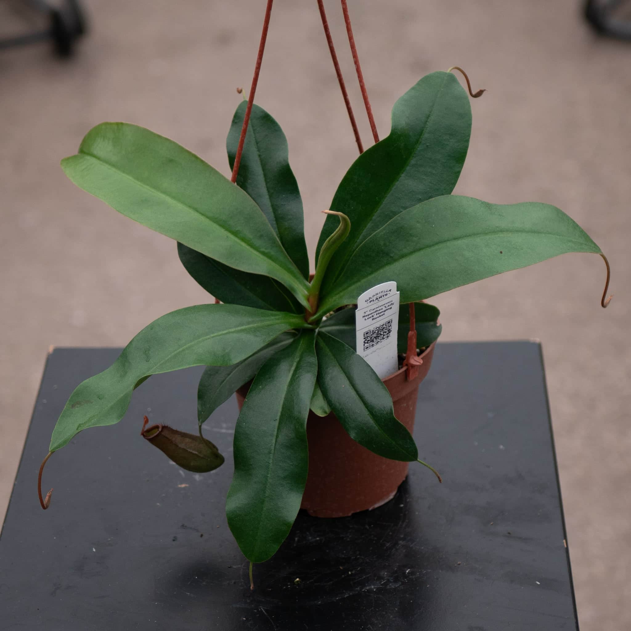 Carnivorous Nepenthes 'Lady Luck' – Gabriella Plants