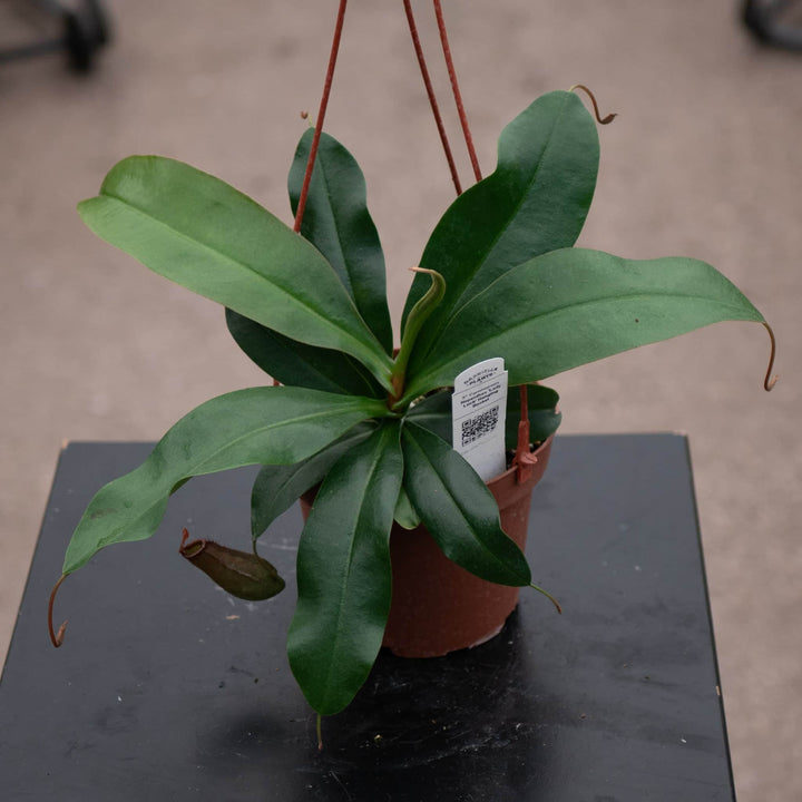 Gabriella Plants Carnivorous Carnivorous Nepenthes 'Lady Luck'