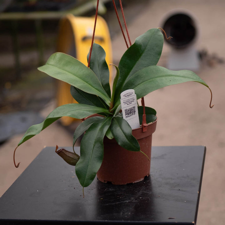 Gabriella Plants Carnivorous 5” Hanging Basket Carnivorous Nepenthes 'Lady Luck'