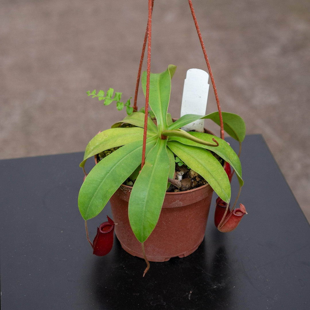 Gabriella Plants Carnivorous 5” Hanging Basket Carnivorous Nepenthes 'Lady Luck'
