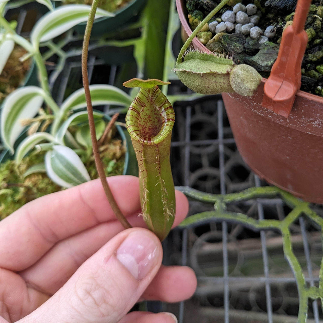 hanging pitcher plant Carnivorous Nepenthes lowii x ventricosa ‘Red’ Hanging Basket