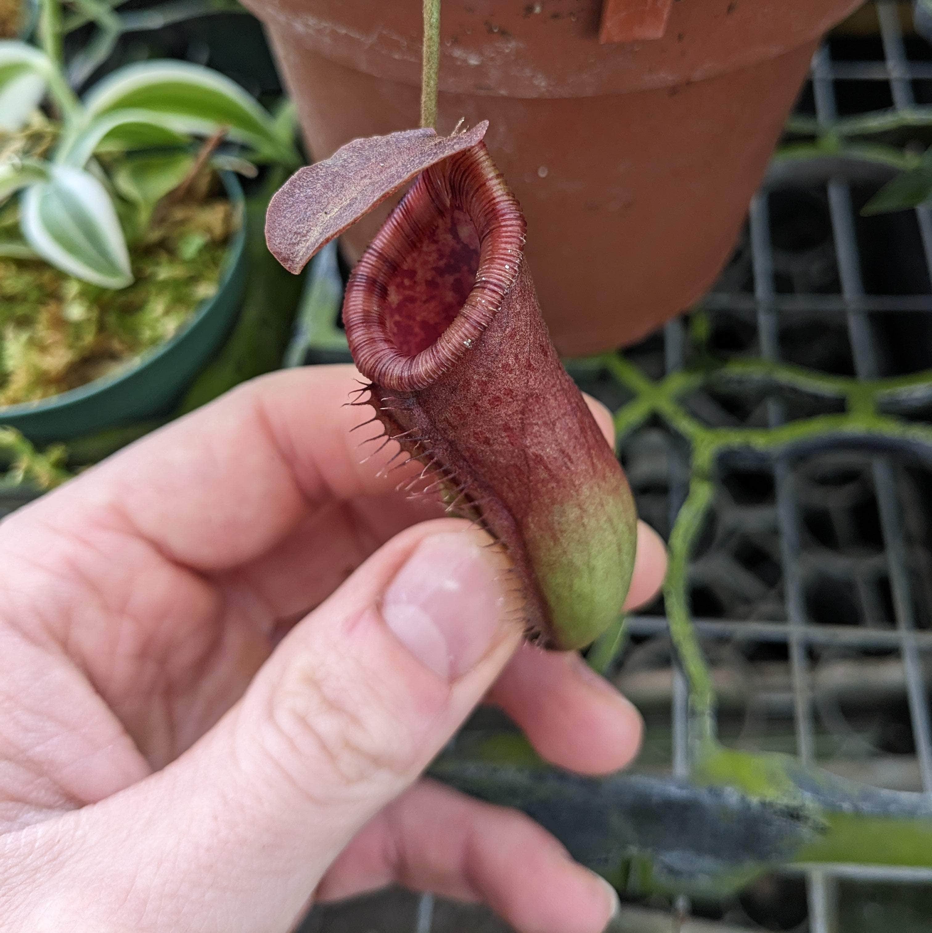 Carnivorous Nepenthes lowii x ventricosa 'Red' Hanging Basket