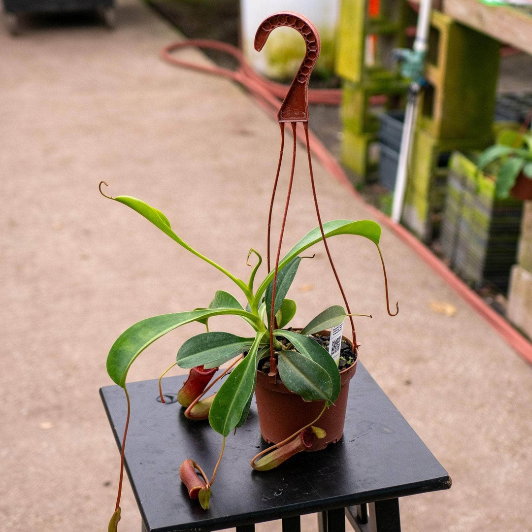 burgundy hanging plant Carnivorous Nepenthes lowii x ventricosa ‘Red’ Hanging Basket