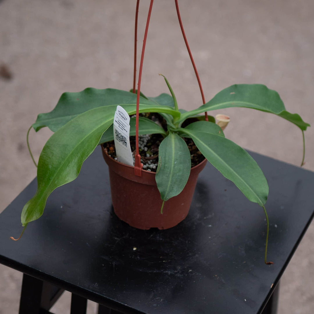 Gabriella Plants Carnivorous Carnivorous Nepenthes 'Miranda'