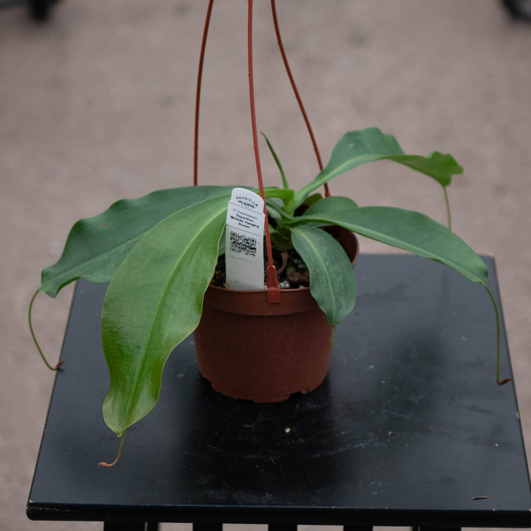 Gabriella Plants Carnivorous 5” Hanging Basket Carnivorous Nepenthes 'Miranda'