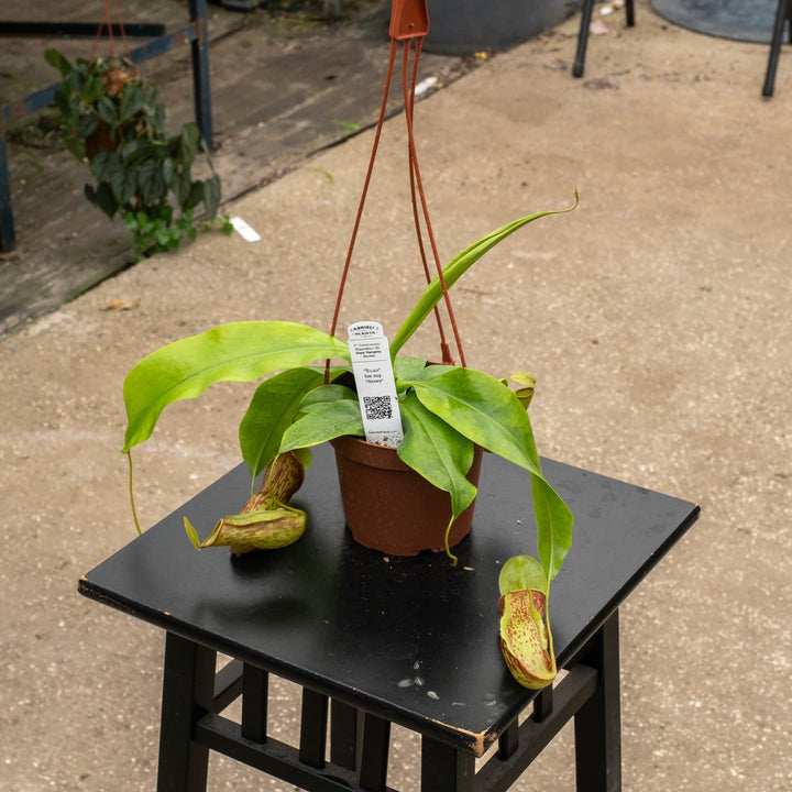 Gabriella Plants Carnivorous 5" Hanging Basket Carnivorous Nepenthes &