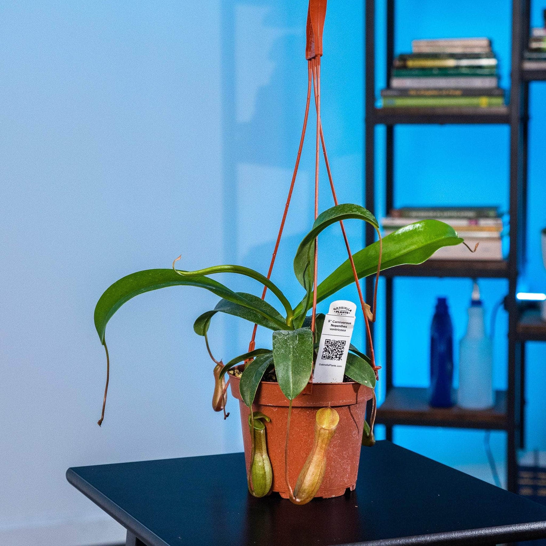 hanging pitcher plant indoor Carnivorous Nepenthes ventricosa