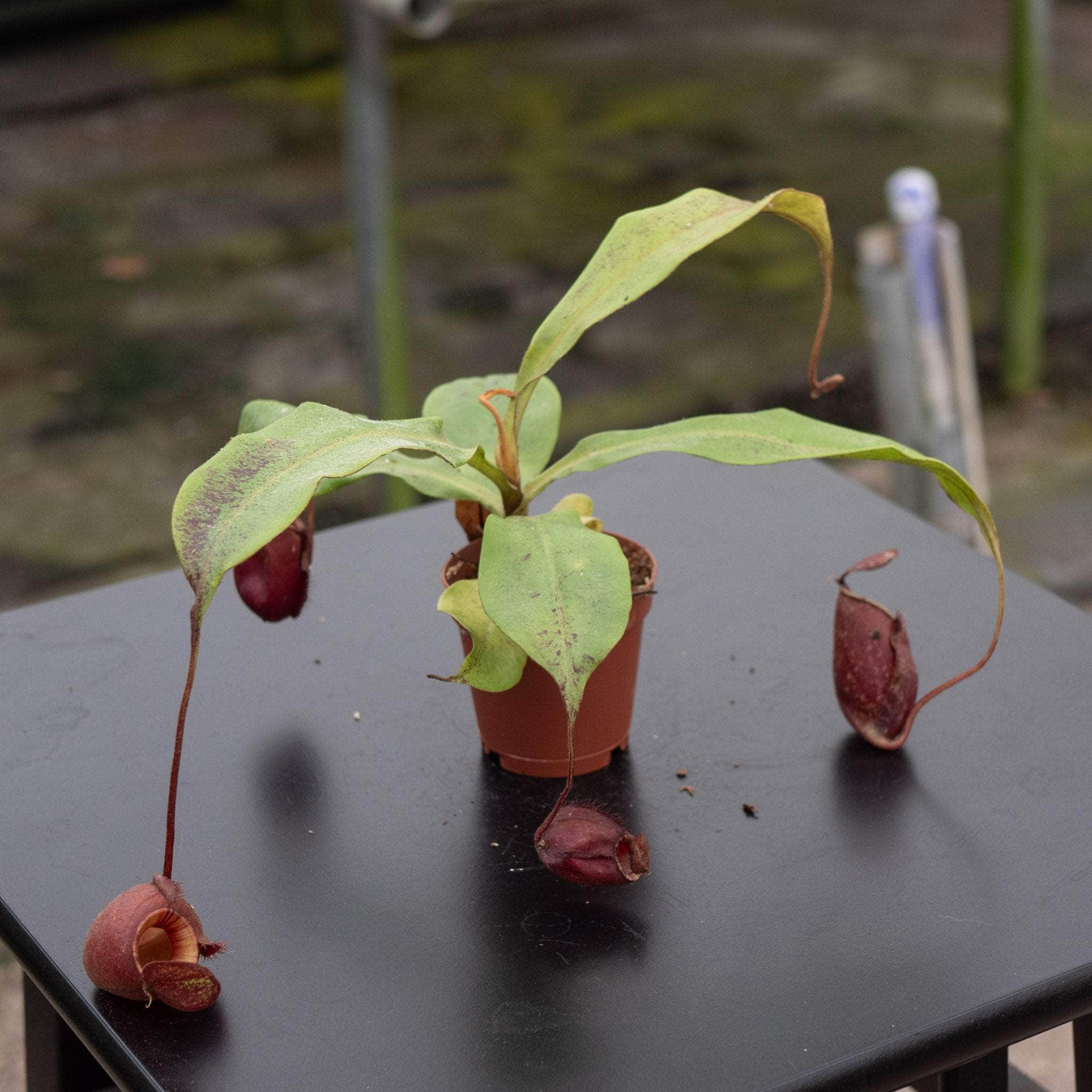 Carnivorous Nepenthes ventricosa x ampullaria 'Black Miracle
