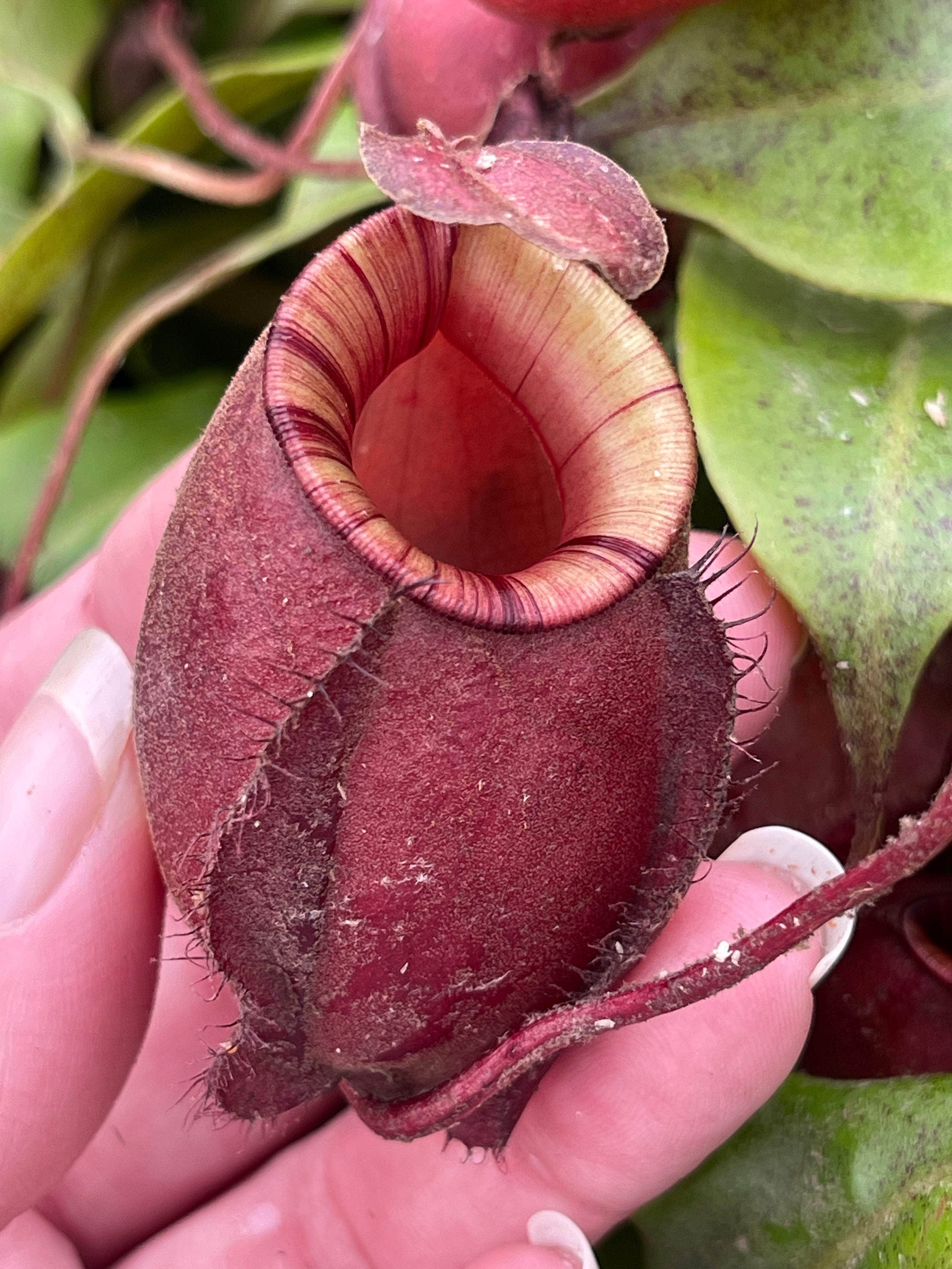 Carnivorous Nepenthes ventricosa x ampullaria 'Black Miracle