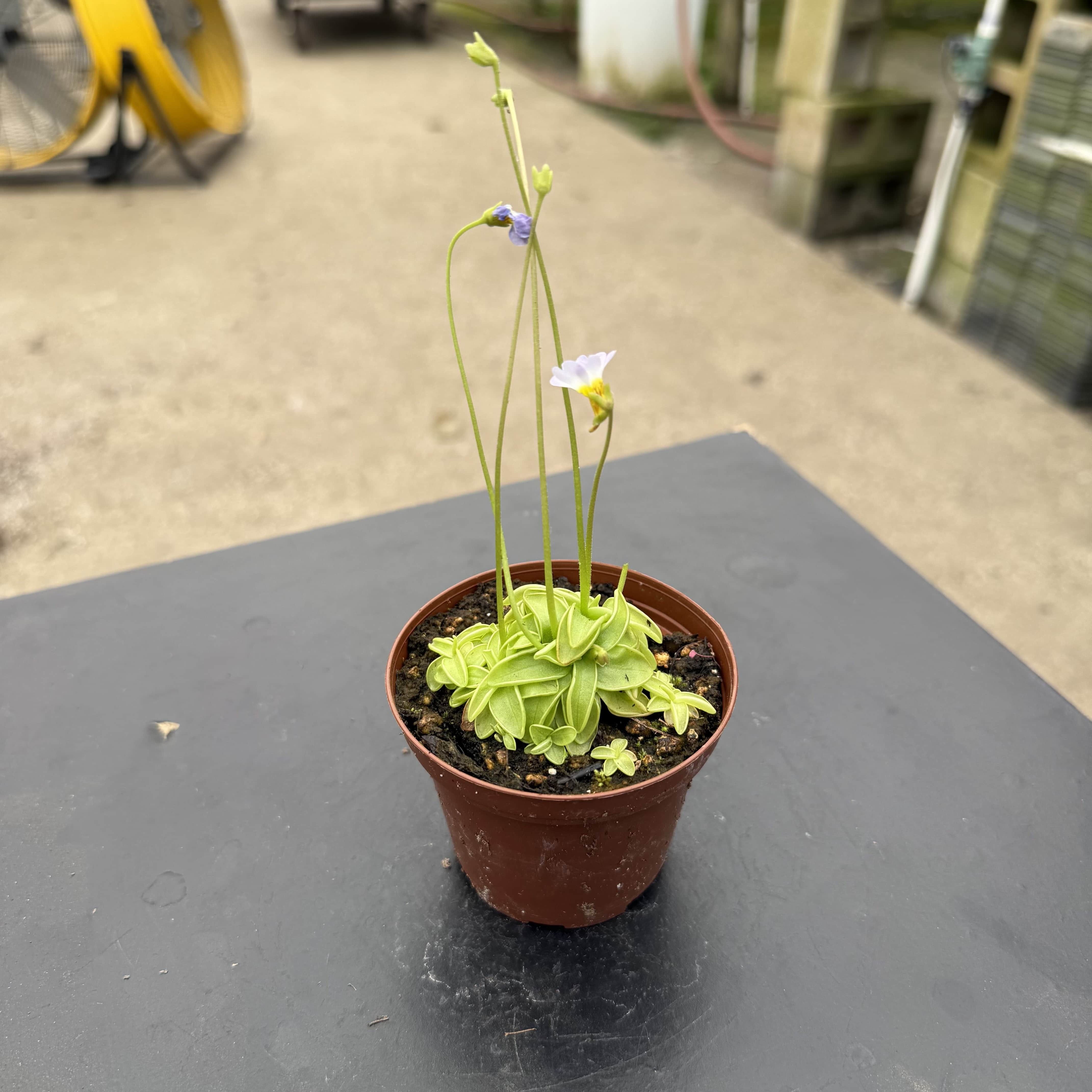 Carnivorous Pinguicula primuliflora 