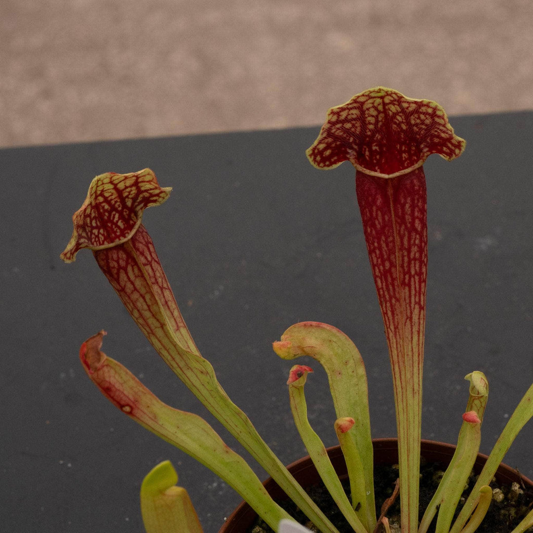 Gabriella Plants Carnivorous 3" Carnivorous Sarracenia 'Barbra Green'