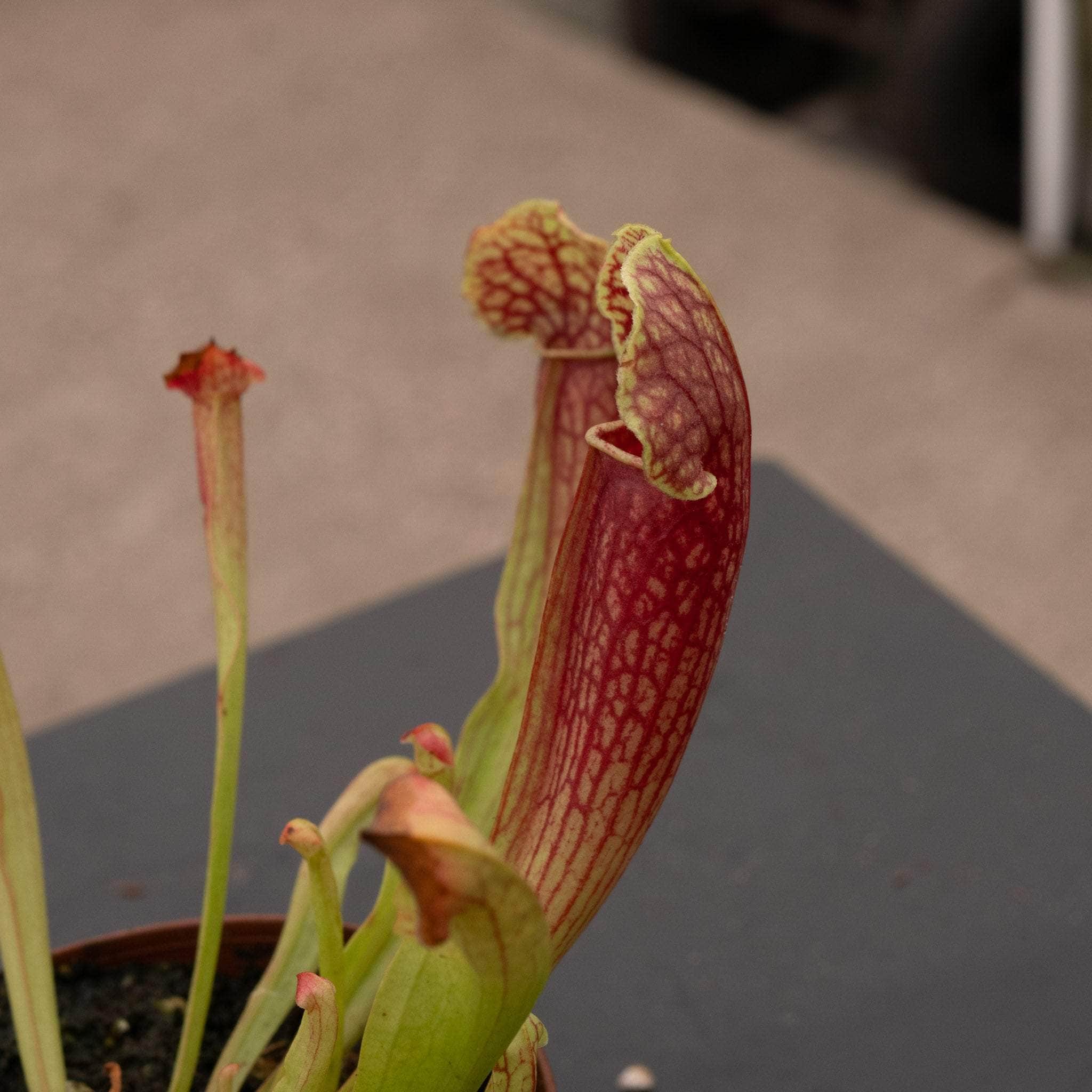 Carnivorous Sarracenia 'Barbra Green' - Gabriella Plants