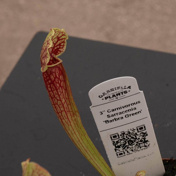 Gabriella Plants Carnivorous 3" Carnivorous Sarracenia 'Barbra Green'