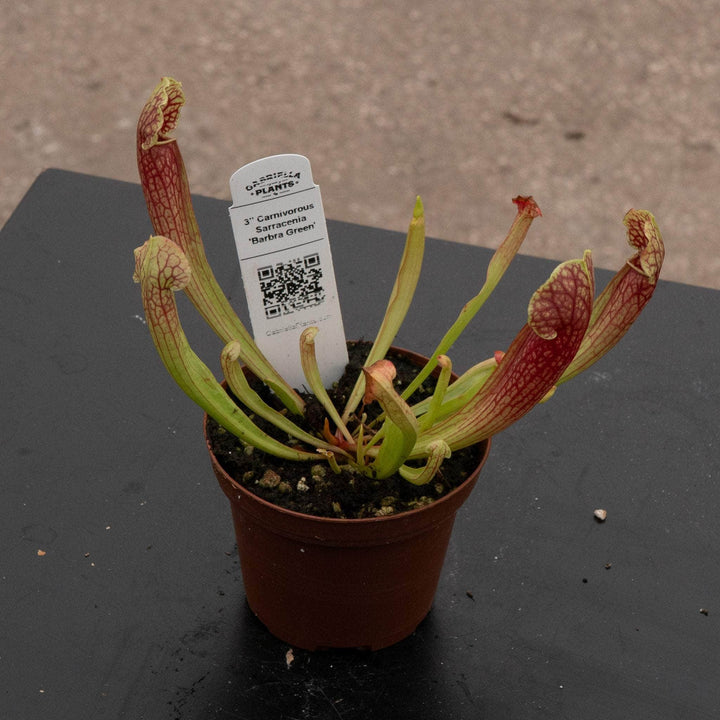 Gabriella Plants Carnivorous 3" Carnivorous Sarracenia 'Barbra Green'